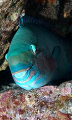 Birmanie - Mergui - 2018 - DSC02929 - Bleekers parrotfish - Perroquet a joue blanche - Chlorurus bleekeri